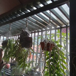 Hệ thống phun sương là giải pháp hiện đại duy trì độ ẩm cho cây hoa lan